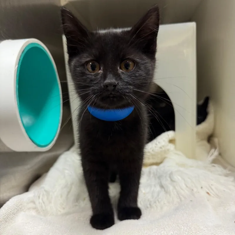 A baby small-sized male Black Domestic Short Hair cat named Centaur for adoption in Fairport, NY