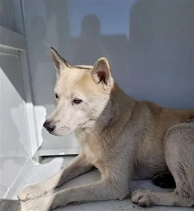 An adult medium-sized male Siberian Husky dog named Cyrus for adoption in San Pedro, CA