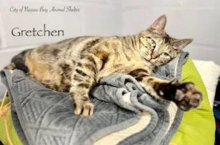 A young large-sized female Tabby (Buff / Tan / Fawn) American Shorthair cat named F Gretchen for adoption in Nassau Bay, TX