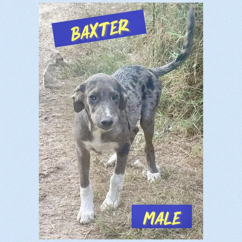 A baby medium-sized male Wirehaired Terrier dog named Baxter for adoption in Manchester, CT
