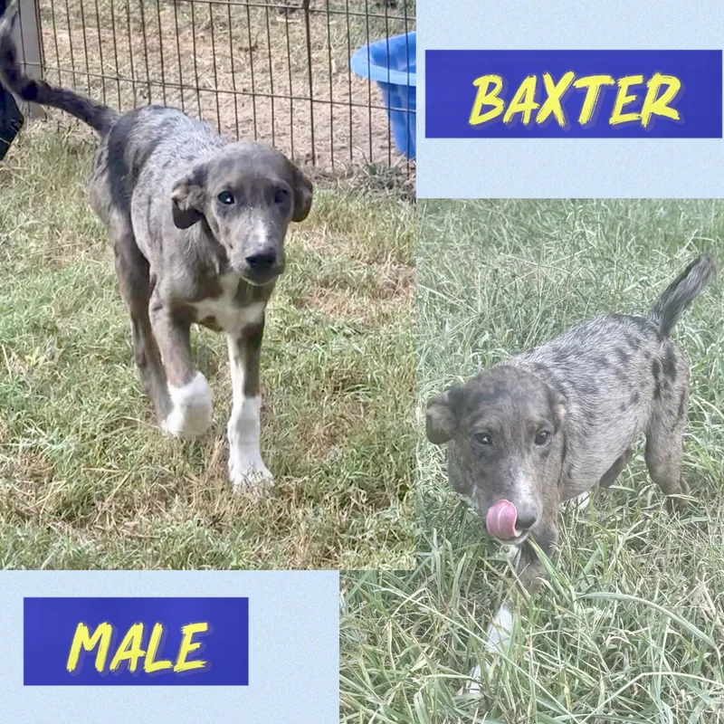 Baxter thumbnail 2