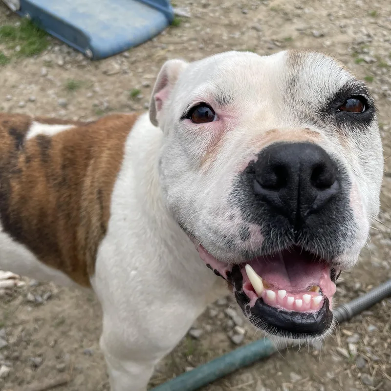 An adult medium-sized female Brindle American Bulldog dog named Athena for adoption in Andover, MA