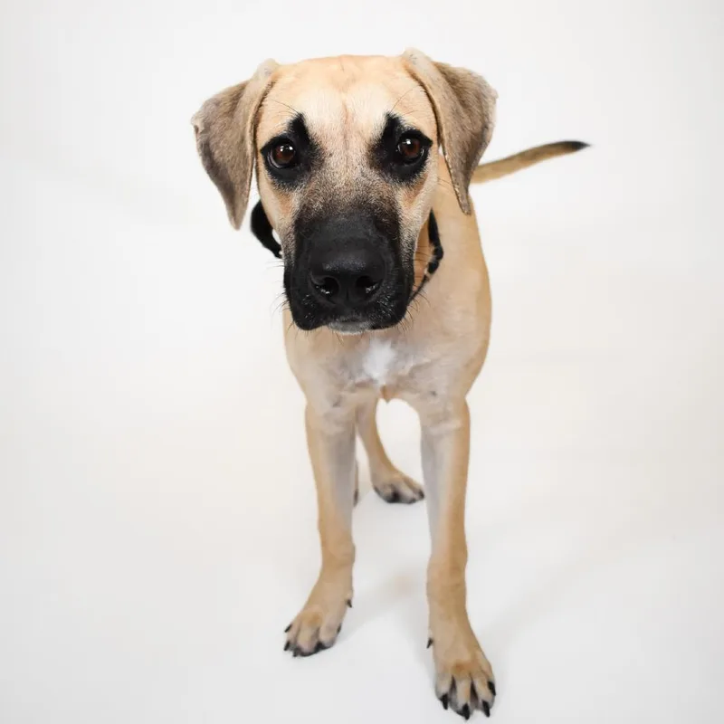 A young medium-sized male Yellow / Tan / Blond / Fawn Black Mouth Cur dog named Koa for adoption in West Palm Beach, FL
