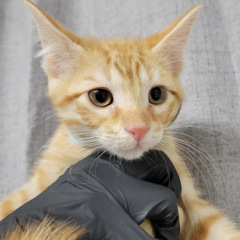 A young large-sized male Orange / Red Domestic Short Hair cat named Leo for adoption in Hattiesburg, MS