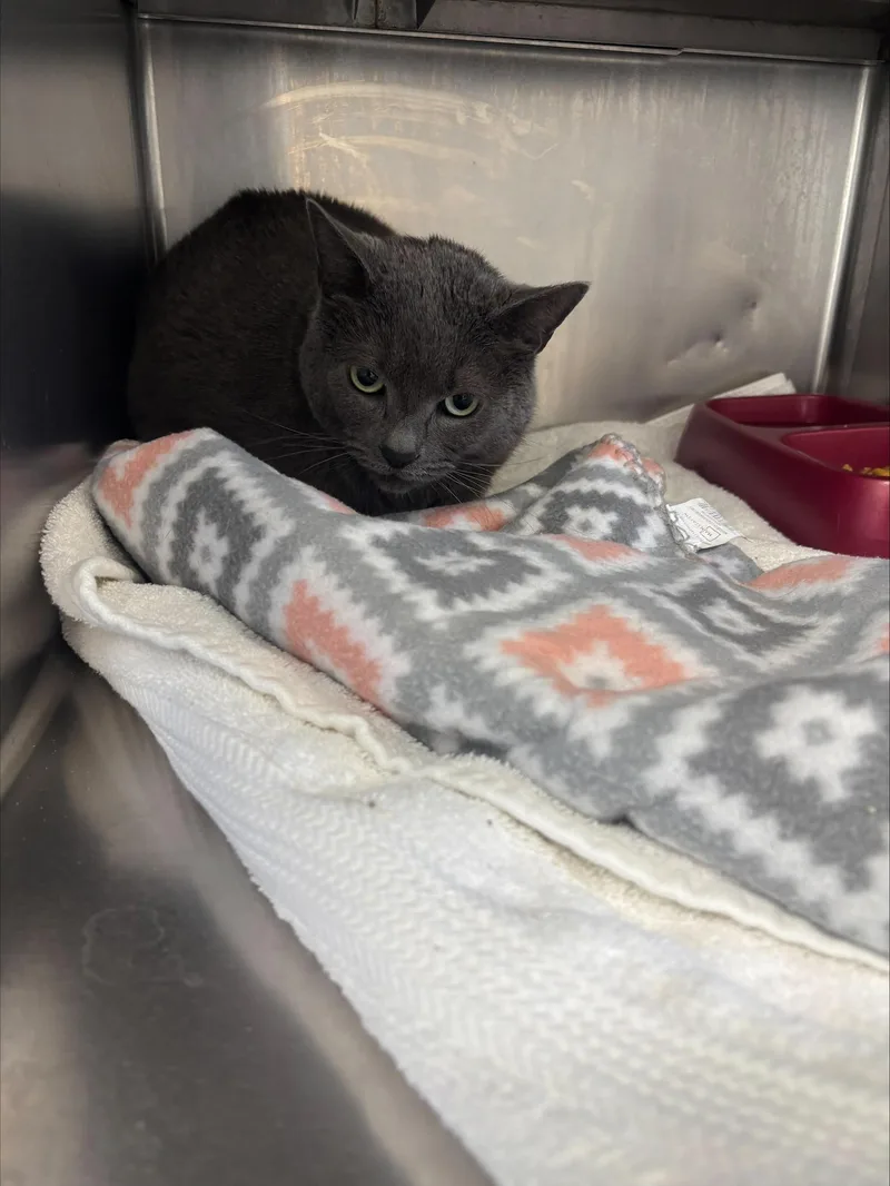 A young medium-sized male Gray / Blue / Silver American Shorthair cat named Mishu for adoption in Cranston, RI
