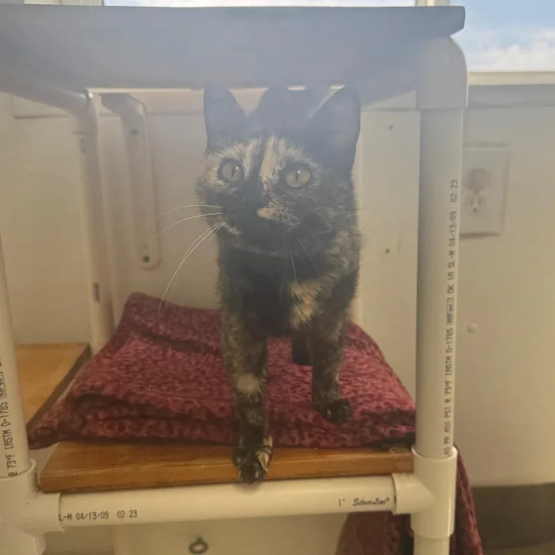 An adult medium-sized female Tortoiseshell Domestic Short Hair cat named Evee for adoption in Enid, OK