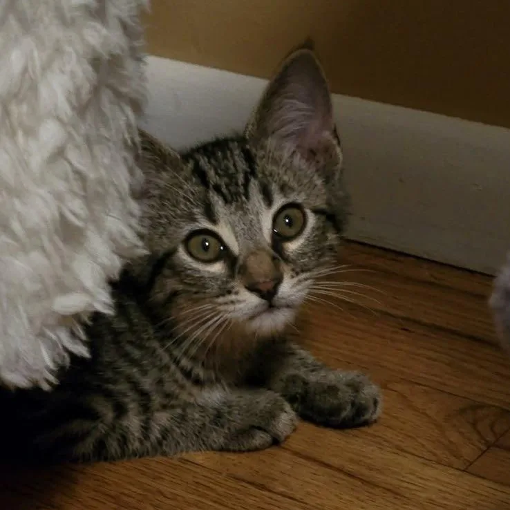A baby medium-sized female Tabby (Buff / Tan / Fawn) Domestic Short Hair cat named Biscuit for adoption in Warrior, AL