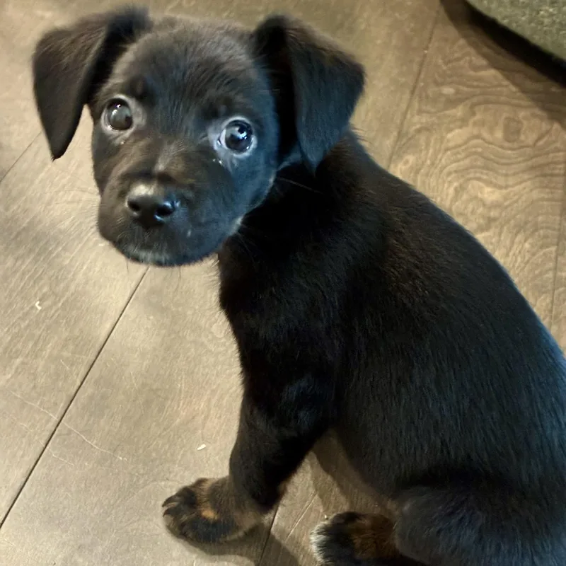 A baby medium-sized female Black Labrador Retriever dog named Clove for adoption in Rock Hill, SC