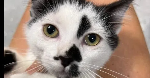 A baby small-sized female Black & White / Tuxedo Domestic Short Hair cat named Miranda for adoption in Anoka, MN