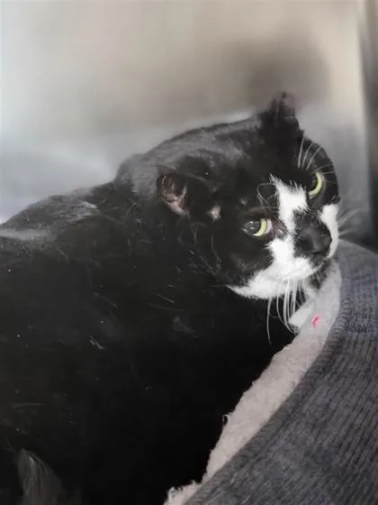 An adult small-sized female Domestic Short Hair cat named Oreo for adoption in Largo, FL