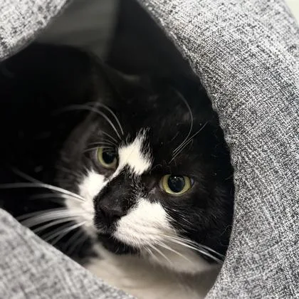 Oreo thumbnail 3