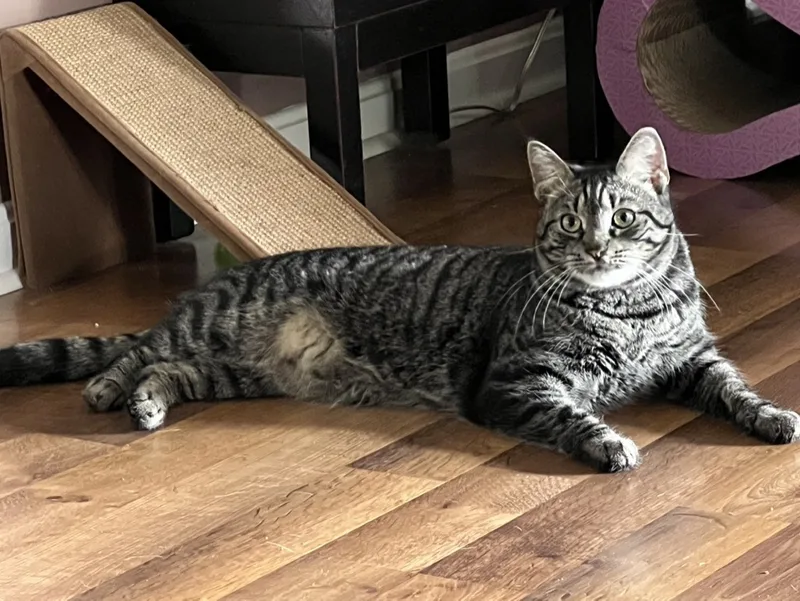 An adult large-sized male Tabby (Gray / Blue / Silver) Domestic Short Hair cat named Tyler for adoption in KENTON, DE