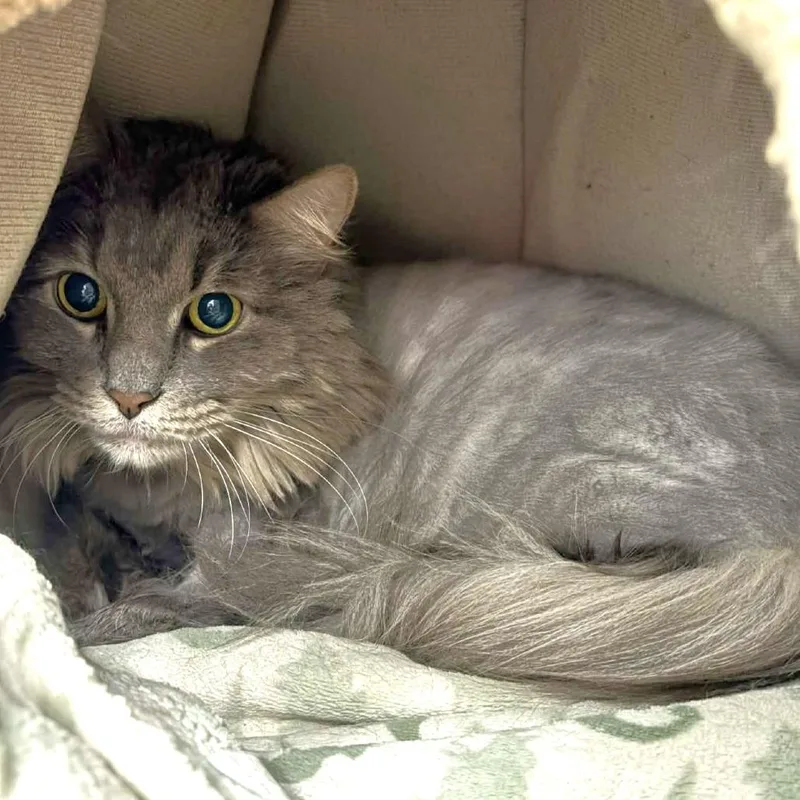 An adult extra large-sized male Gray / Blue / Silver Domestic Long Hair cat named Cheshire for adoption in Michigan City, IN
