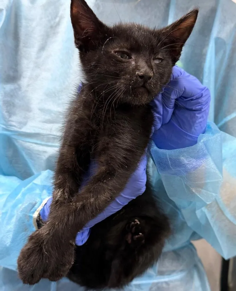 A baby medium-sized male Domestic Short Hair cat named David Meowie for adoption in Pomona, NY