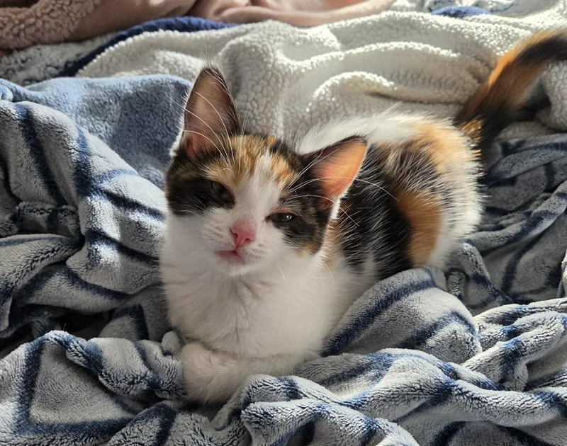 Dottie