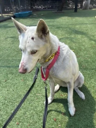 A young medium-sized female German Shepherd Dog dog named Coco for adoption in Van Nuys, CA