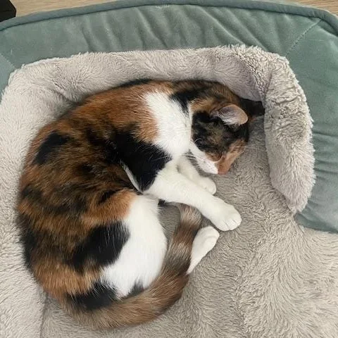 A young medium-sized female Calico cat named Mama Cat for adoption in Long Beach, MS