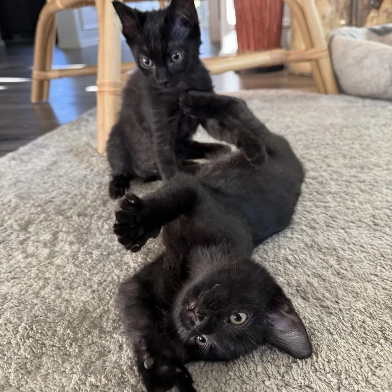 A baby small-sized male Black Domestic Short Hair cat named Batman for adoption in Colorado Springs, CO
