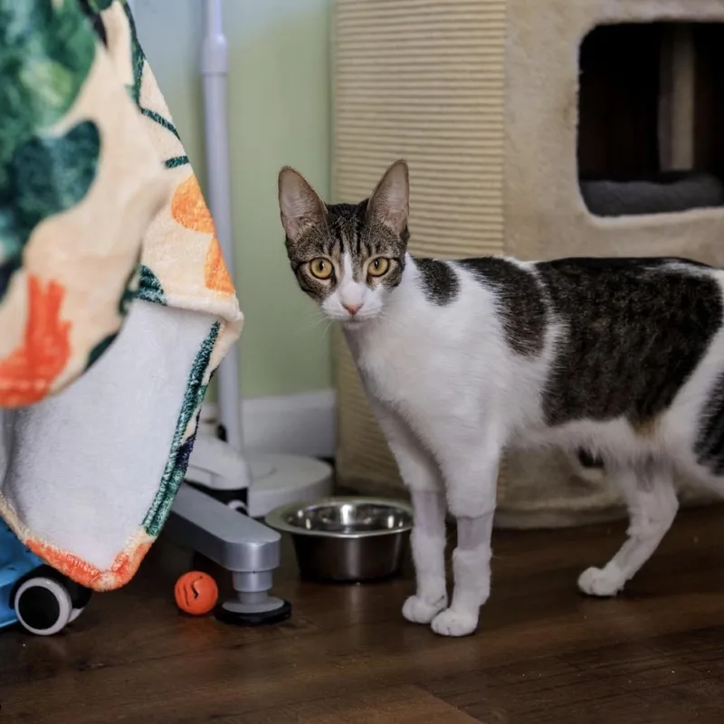 An adult small-sized female Brown / Chocolate Domestic Short Hair cat named Din for adoption in Los Angeles, CA