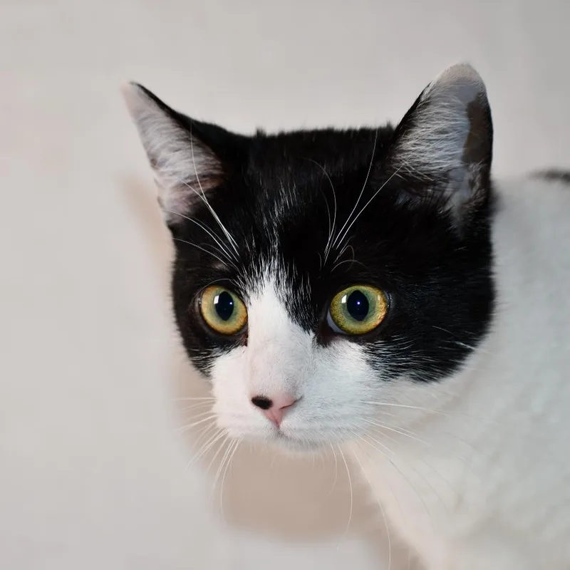 A young small-sized female Black Domestic Short Hair cat named Roxanne for adoption in Johnson City, TN