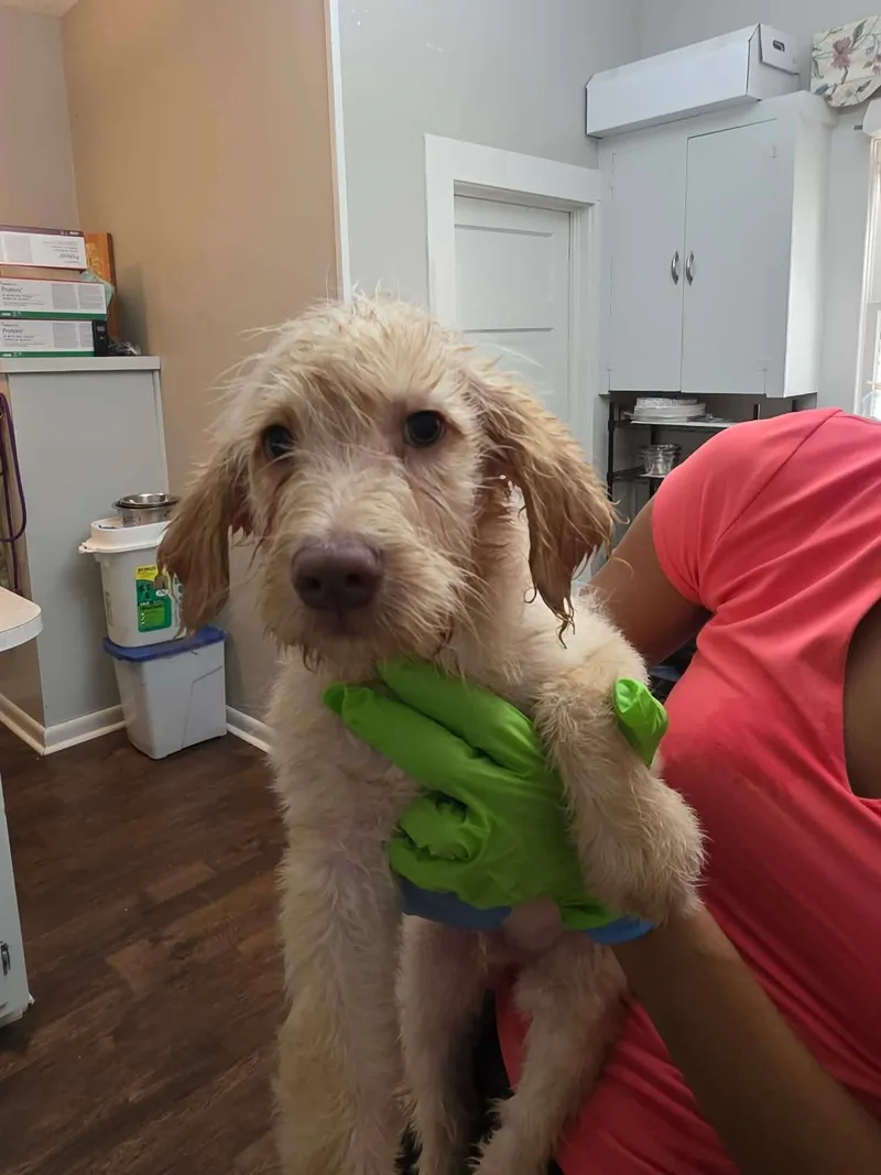 A baby medium-sized male Apricot / Beige Labrador Retriever dog named Scooter for adoption in Eatontown, NJ