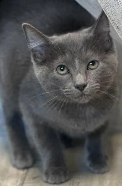 An adult small-sized female Domestic Short Hair cat named Bianca for adoption in Shreveport, LA