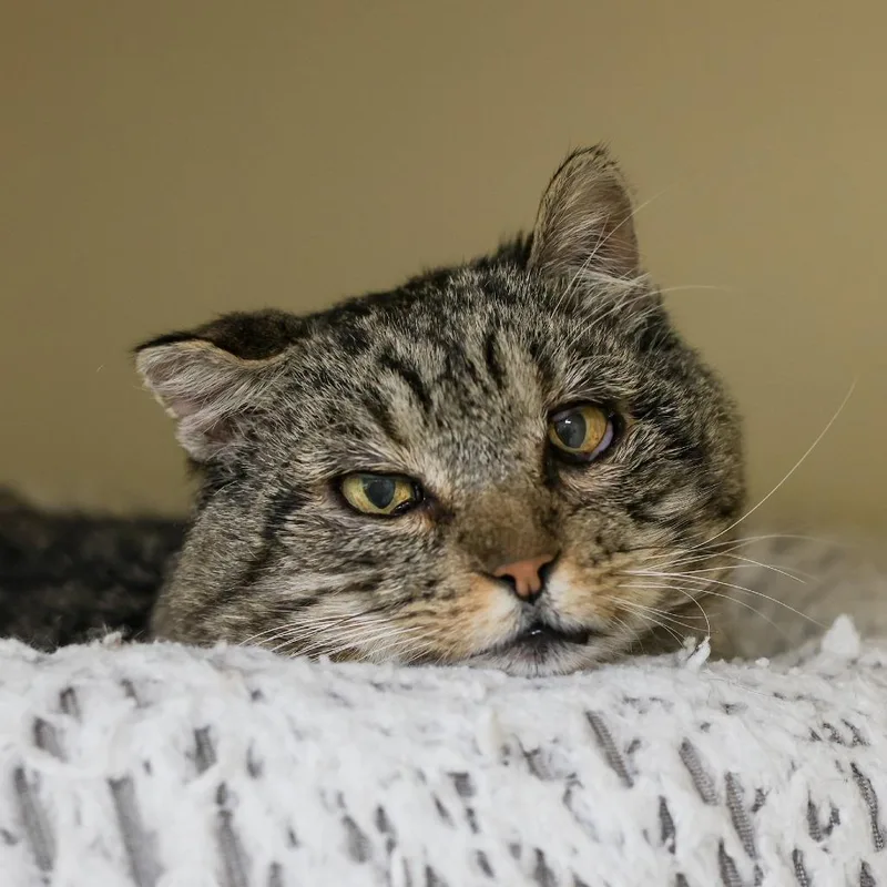 Herbie The Love Bug thumbnail 2