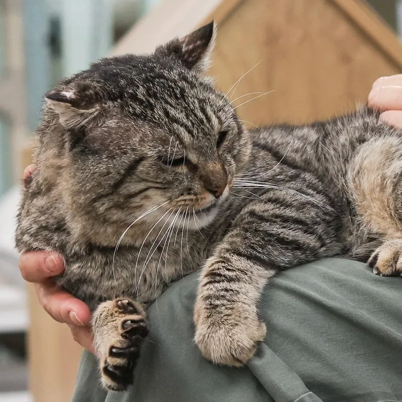 Herbie The Love Bug thumbnail 3