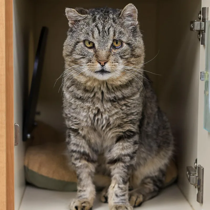 Herbie The Love Bug thumbnail 4