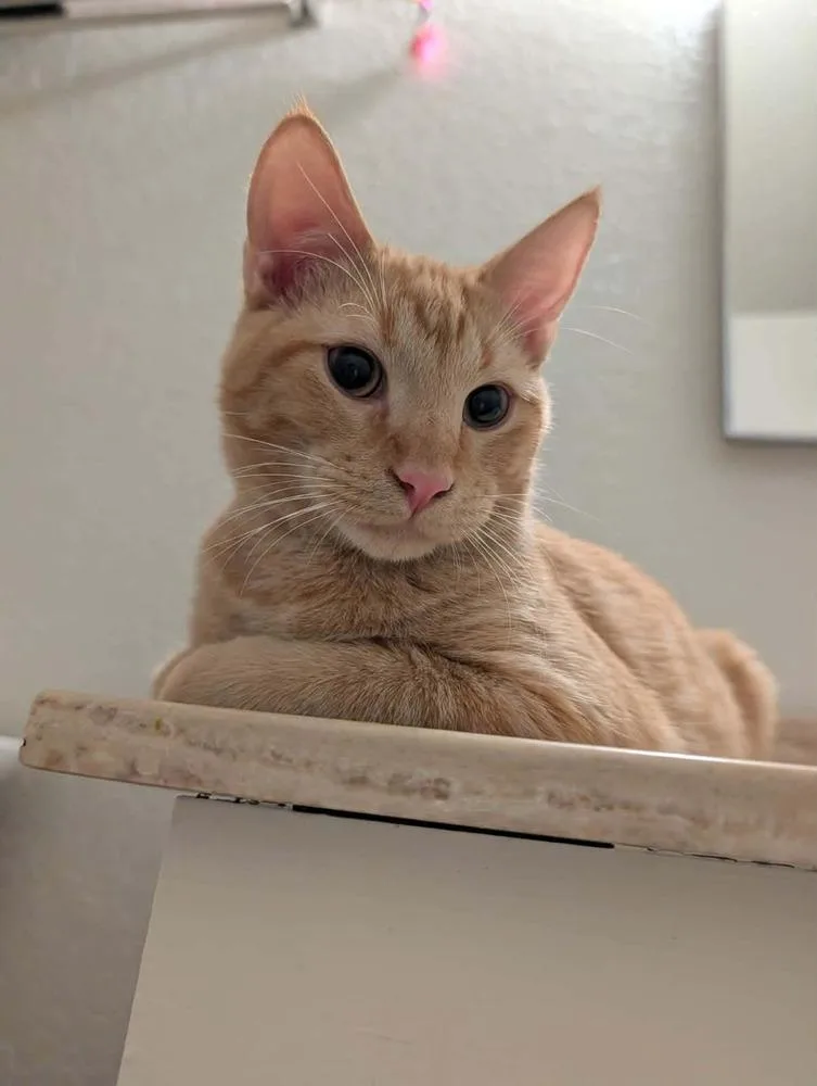 Chester