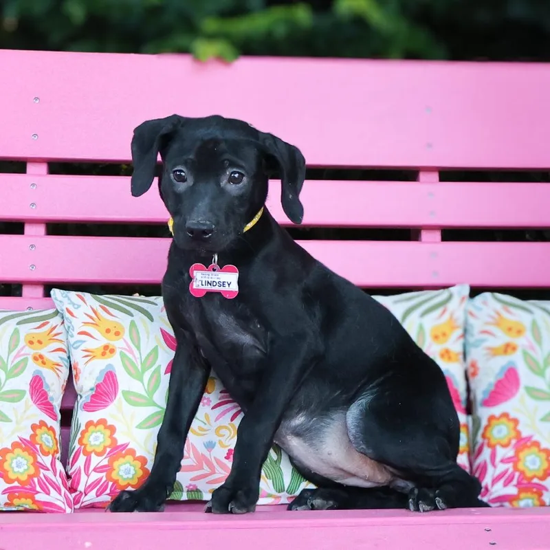 A baby small-sized female Black Labrador Retriever dog named Lindsey for adoption in Wake Forest, NC