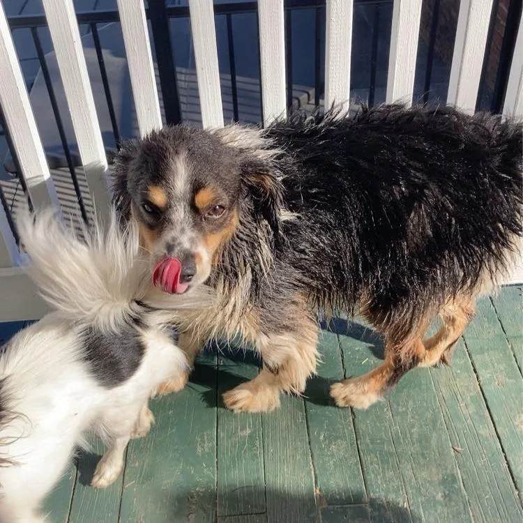 An adult small-sized male Australian Shepherd dog named Currie for adoption in Lynchburg, VA