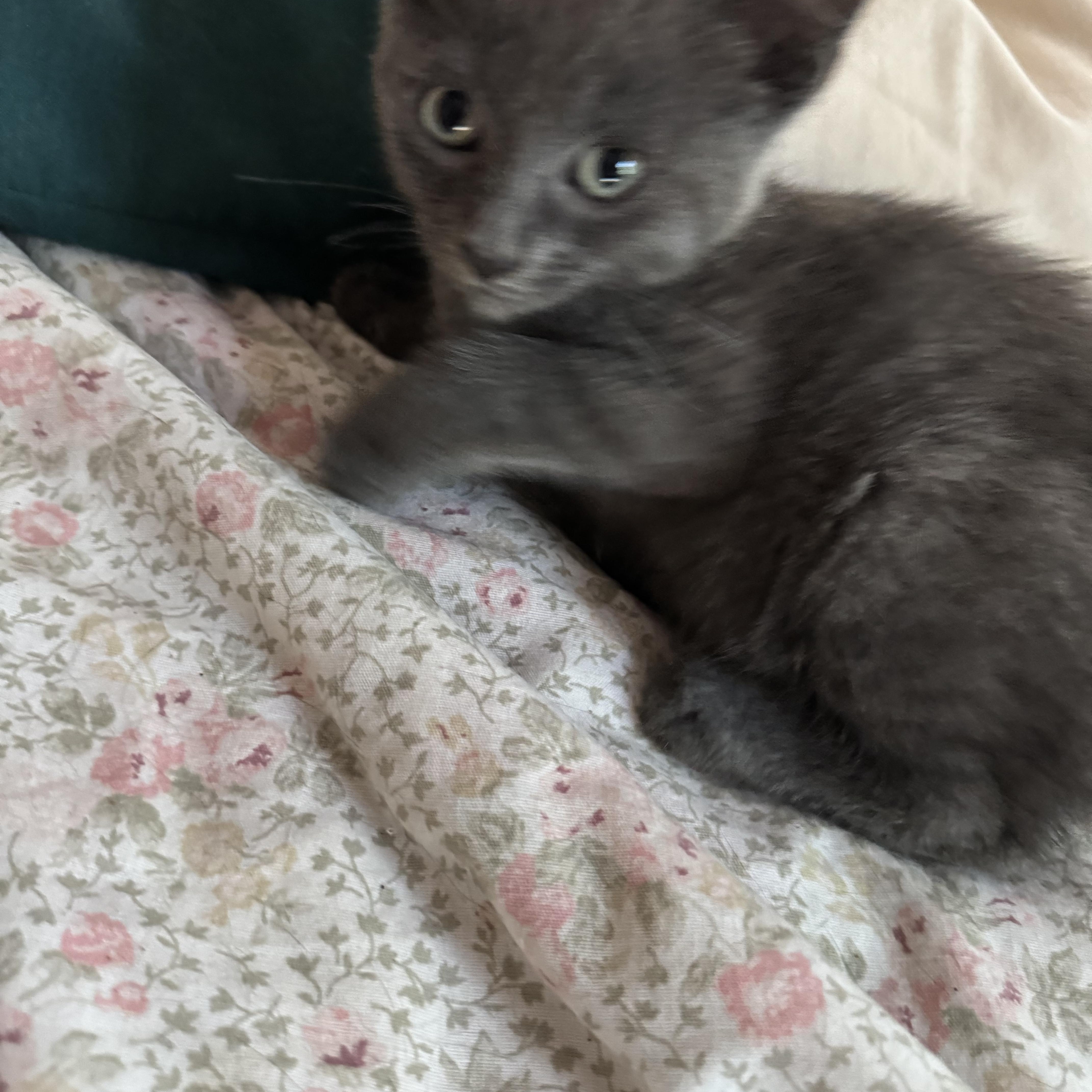 Catlynn