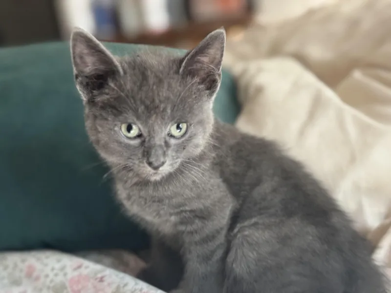 Catlynn thumbnail 3