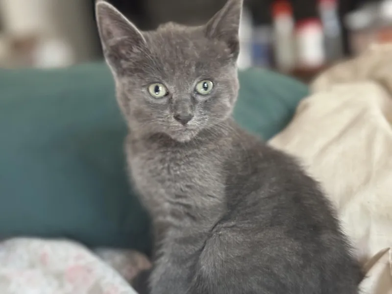 Catlynn thumbnail 5