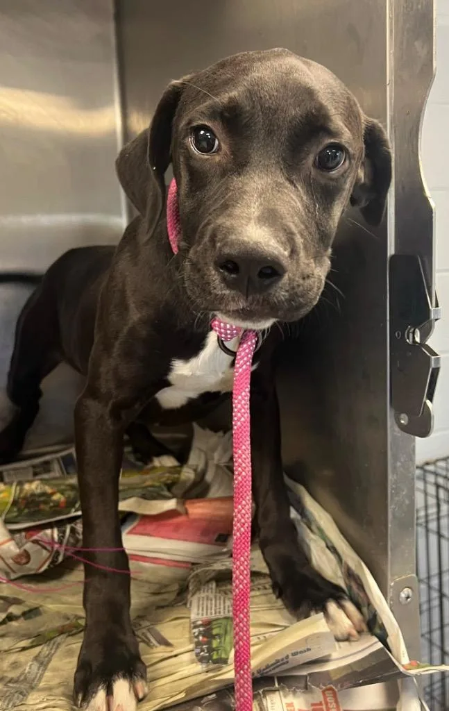 A young medium-sized male Hound dog named Wednesday for adoption in Greenwood, MS
