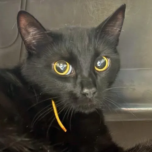 A young small-sized female Black Domestic Short Hair cat named Daytona for adoption in Springfield, MA