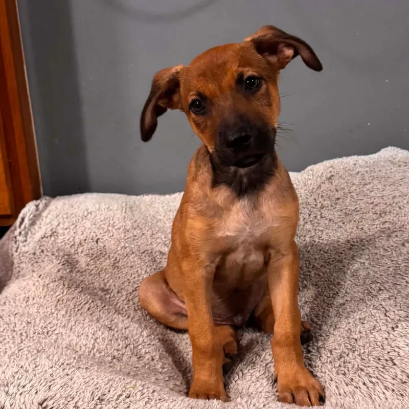 A baby medium-sized male Bicolor Shepherd dog named Cowboy AC for adoption in Austin, TX