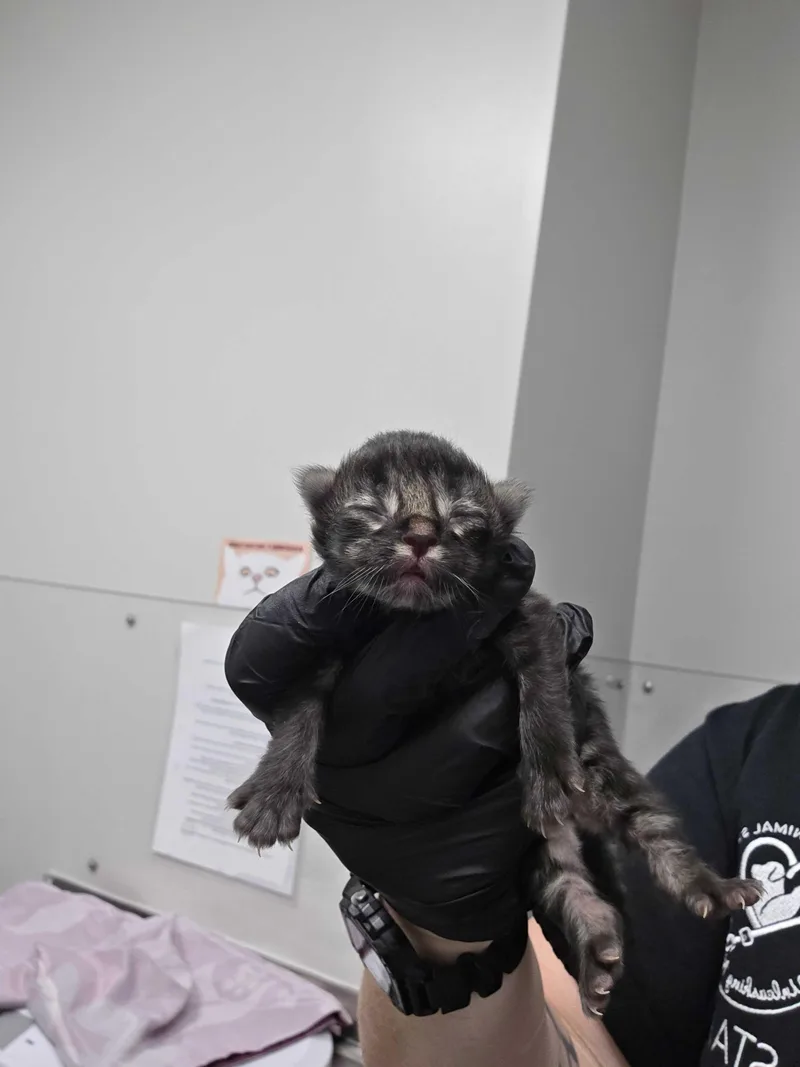A baby small-sized female Domestic Short Hair cat named Winslow for adoption in Sevierville, TN