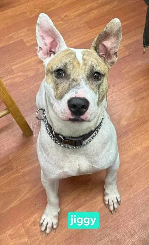 Jiggysponsored thumbnail 2