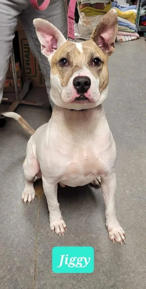 Jiggysponsored thumbnail 3