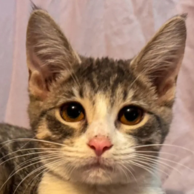 A baby small-sized female Domestic Short Hair cat named Basil for adoption in Buhl, ID