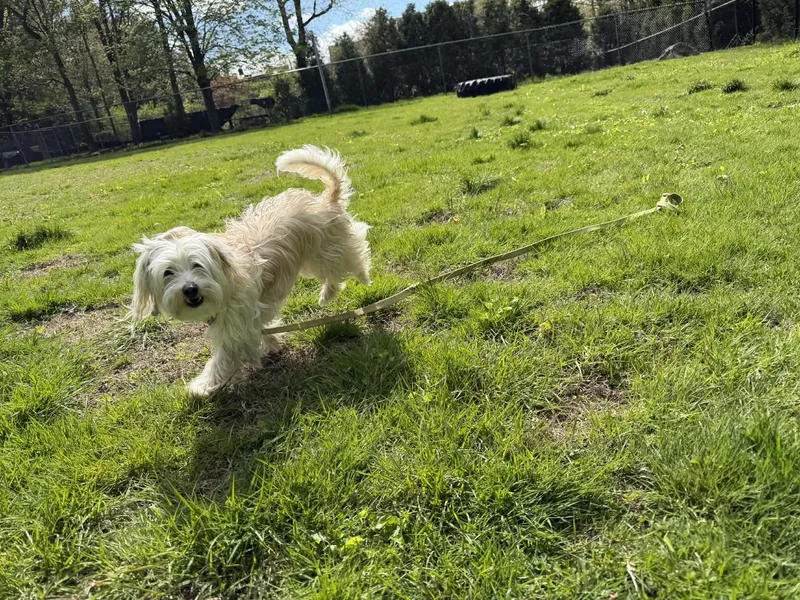 An adult medium-sized female Maltese dog named Jan Brady Bunch for adoption in Terryville, CT