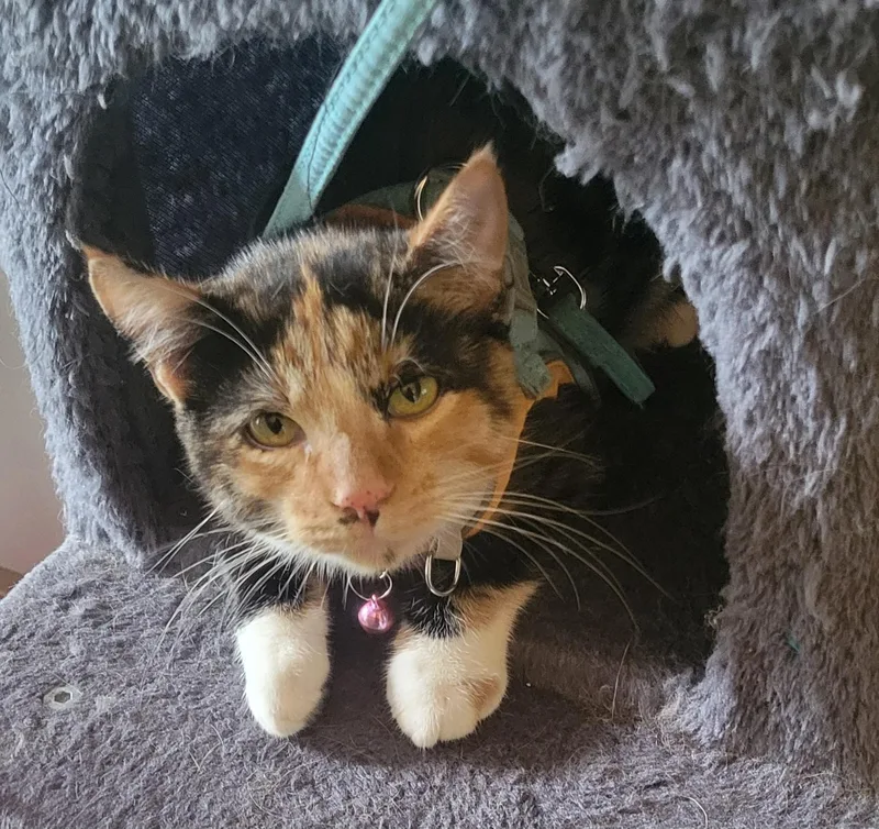 A young small-sized female Domestic Short Hair cat named Callie for adoption in Mexico, MO