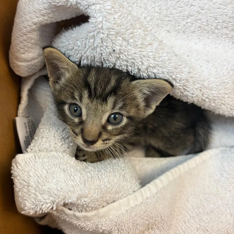 A baby small-sized male Brown / Chocolate Domestic Short Hair cat named Spicy Pepper for adoption in Austin, TX