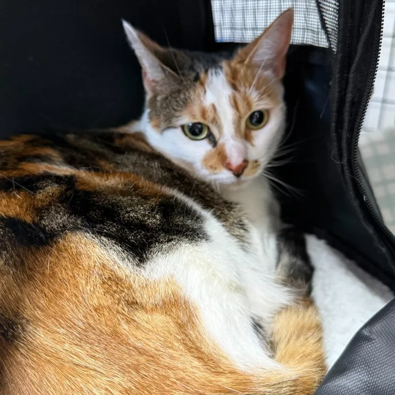 A young large-sized female Calico cat named Mimi for adoption in Ewing, NJ