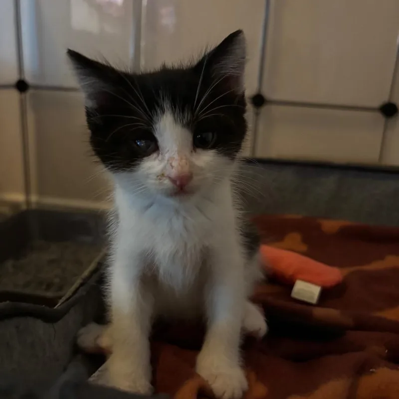 A baby small-sized male White Domestic Short Hair cat named Gingham for adoption in Westminster, CA
