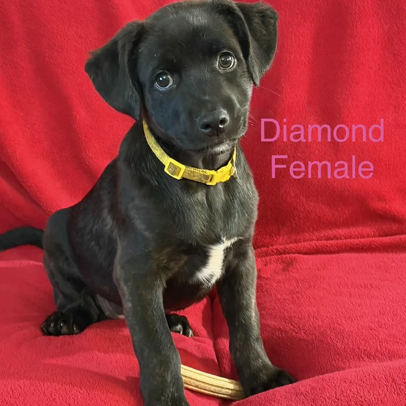Diamond