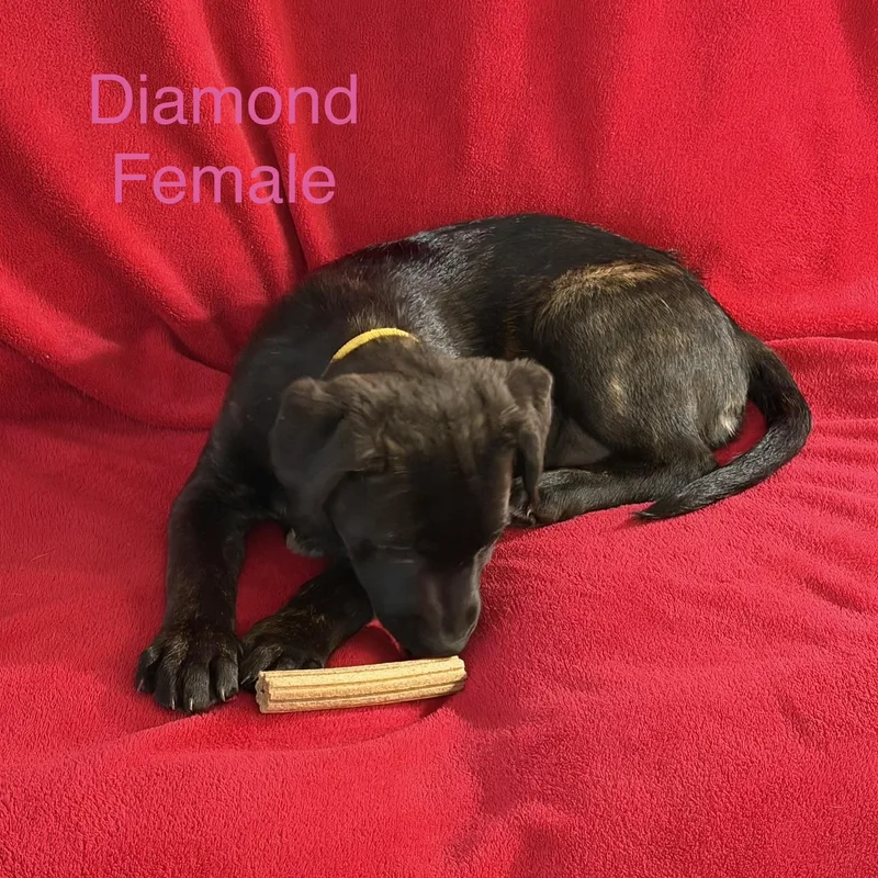 Diamond thumbnail 2