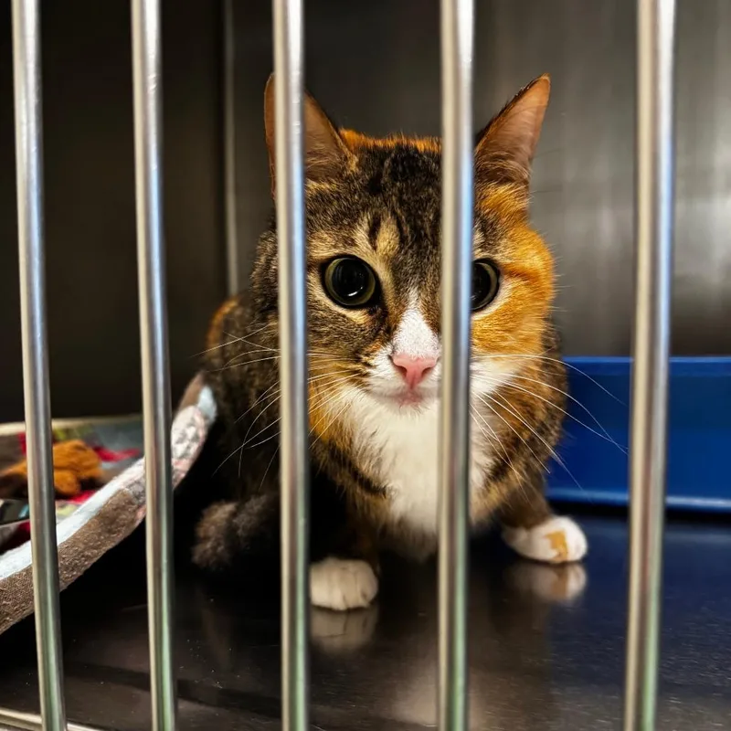 An adult medium-sized female Calico Domestic Short Hair cat named Pepper for adoption in South Haven, MI